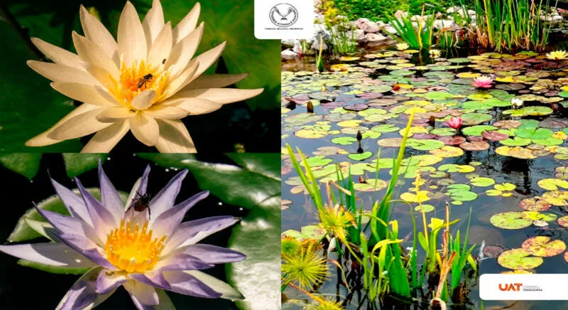 Colabora UAT en la conservación de humedales y ecosistemas acuáticos