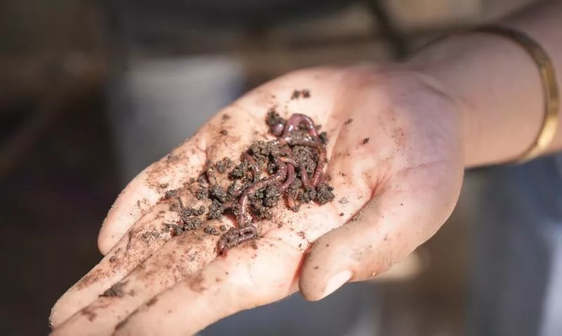Desarrolla la UAT biofertilizantes líquidos a partir de lombricomposta